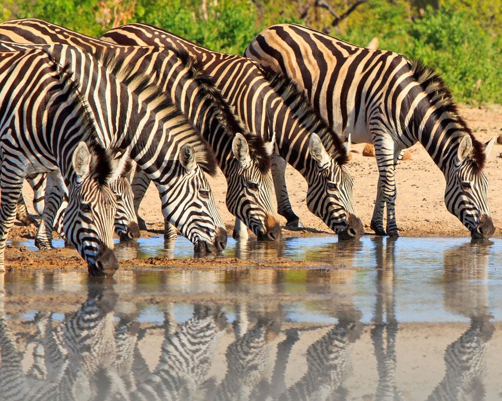 Zambia
