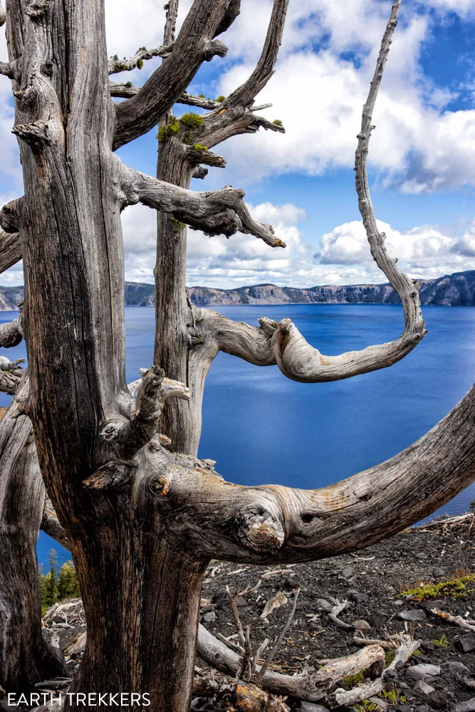 Cool Tree on Wizard Island