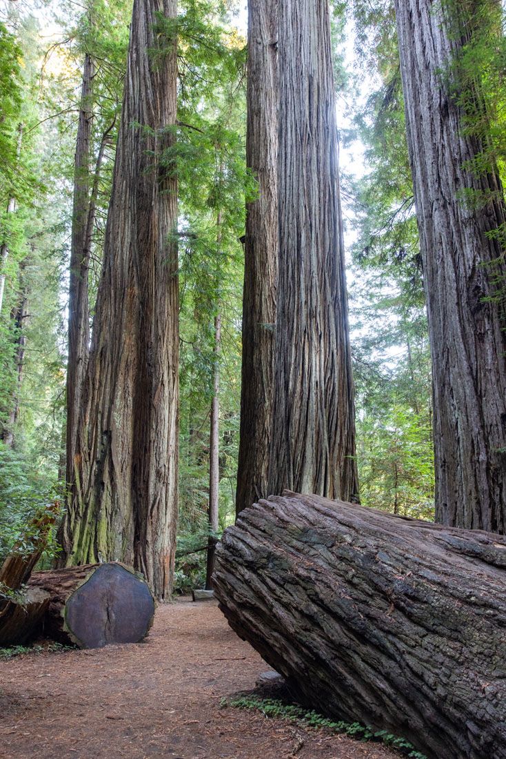 Jedediah Smith Redwoods