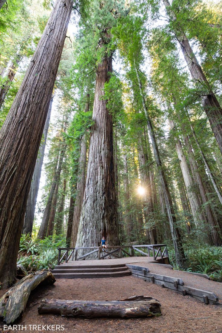 Jedediah Smith State Park Redwoods