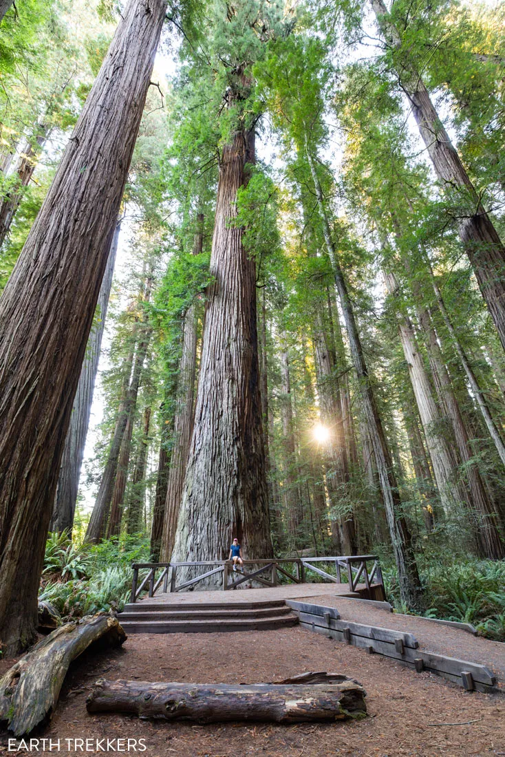 Jedediah Smith State Park Redwoods