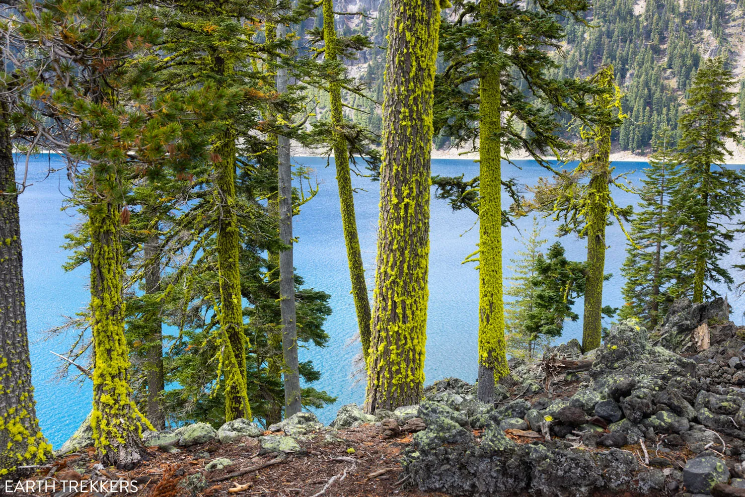 Mossy Trees in Crater Lake
