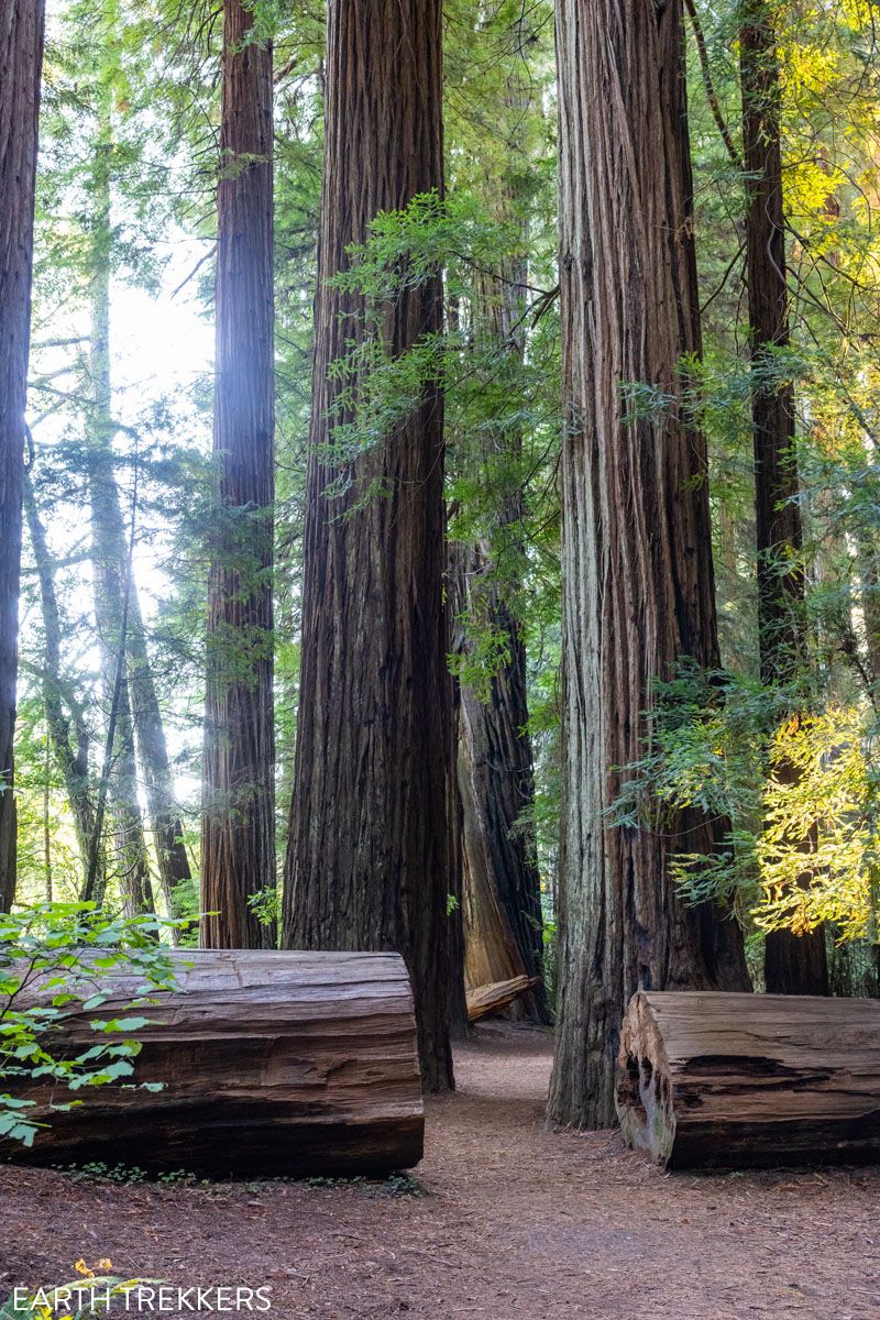 Redwood National Park Photo