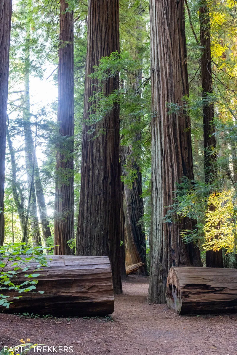 Redwood National Park Photo