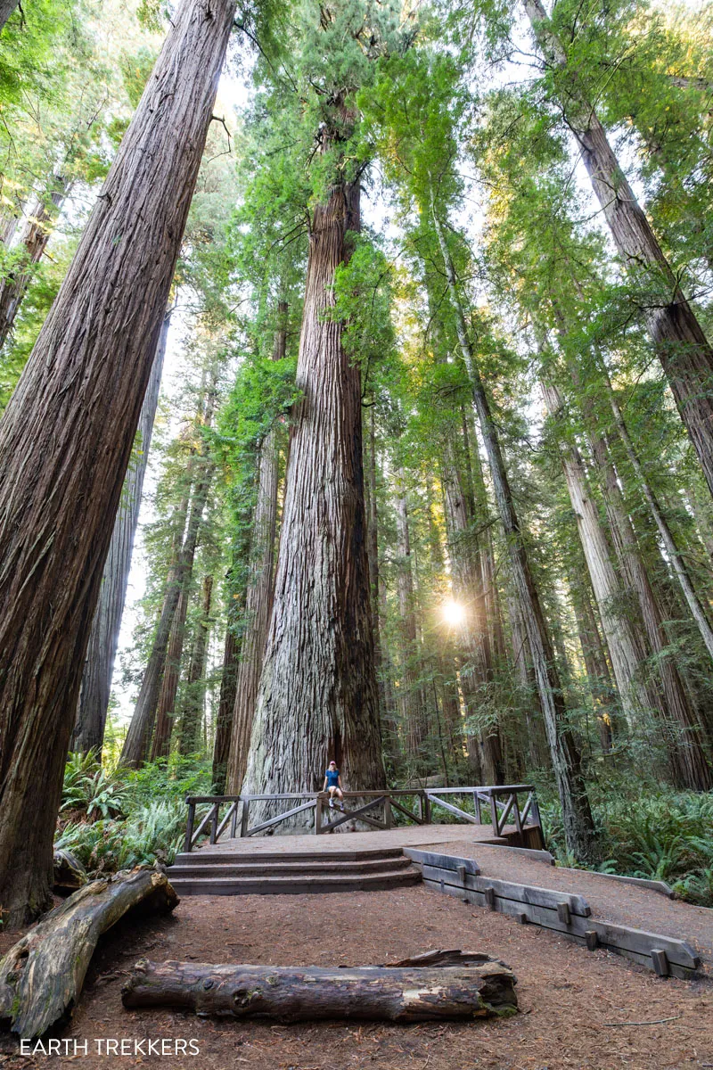 Redwood National Park Photo