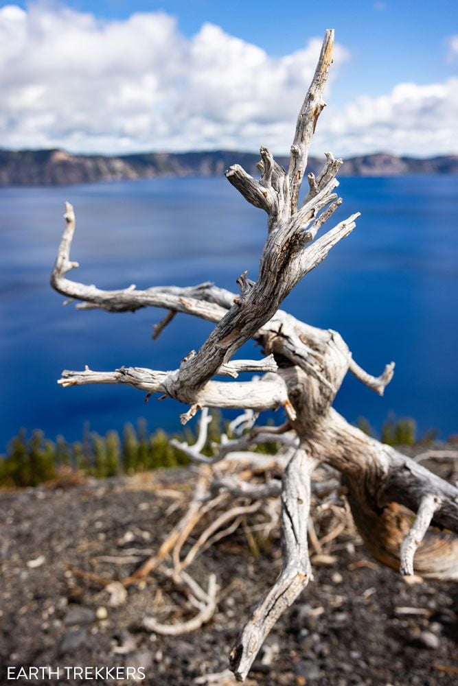 Skeleton Tree