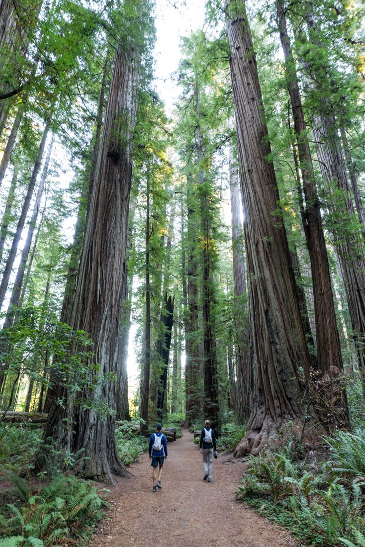 Stout Grove Trail Redwood