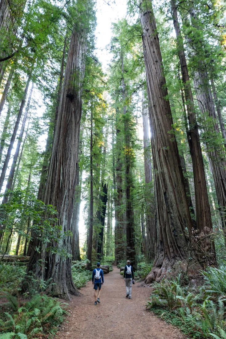 Stout Grove Trail Redwood