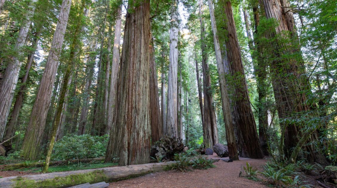 Stout Memorial Grove