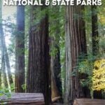 How to hike the Stout Memorial Grove Trail, Jedediah Smith Redwoods State Park, California.