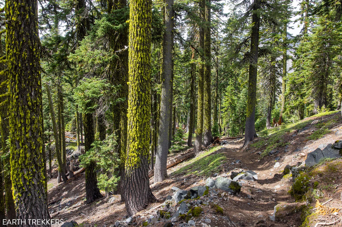 Trees on Wizard Island