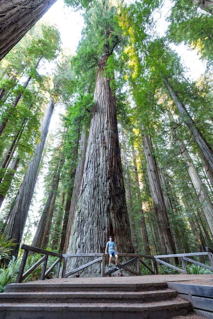 Tyler in Redwood National Park