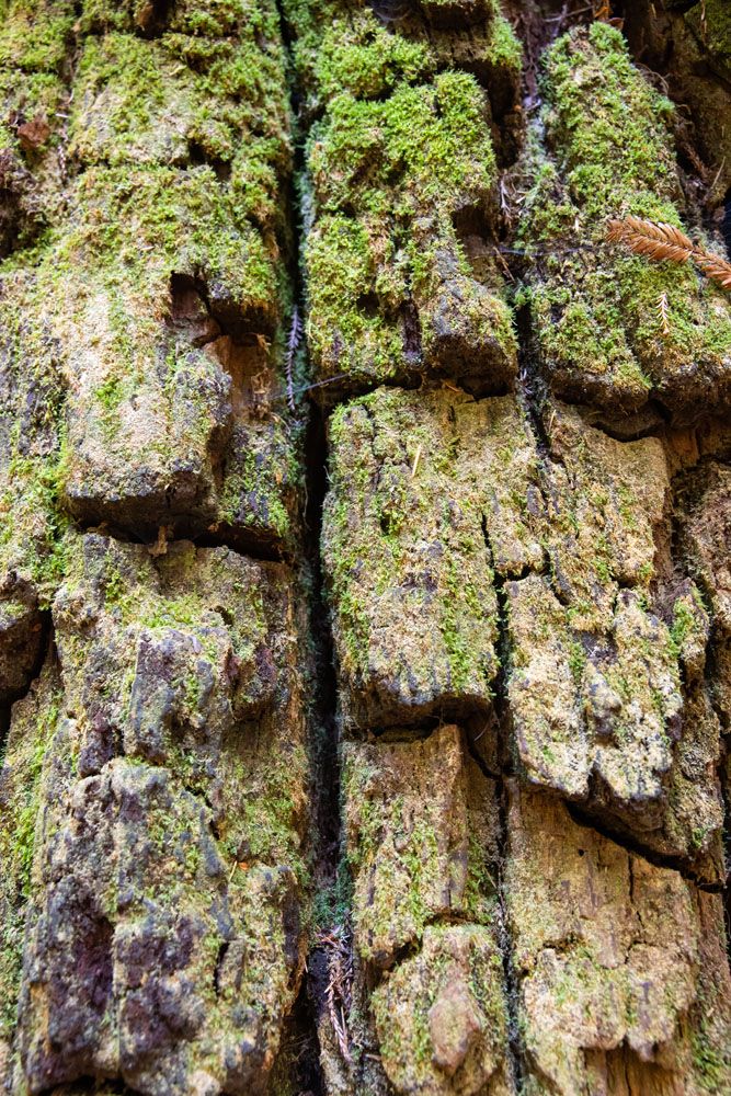 Boy Scout Tree Bark