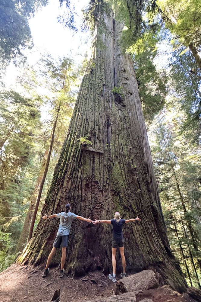 Boy Scout Tree Jedediah Smith