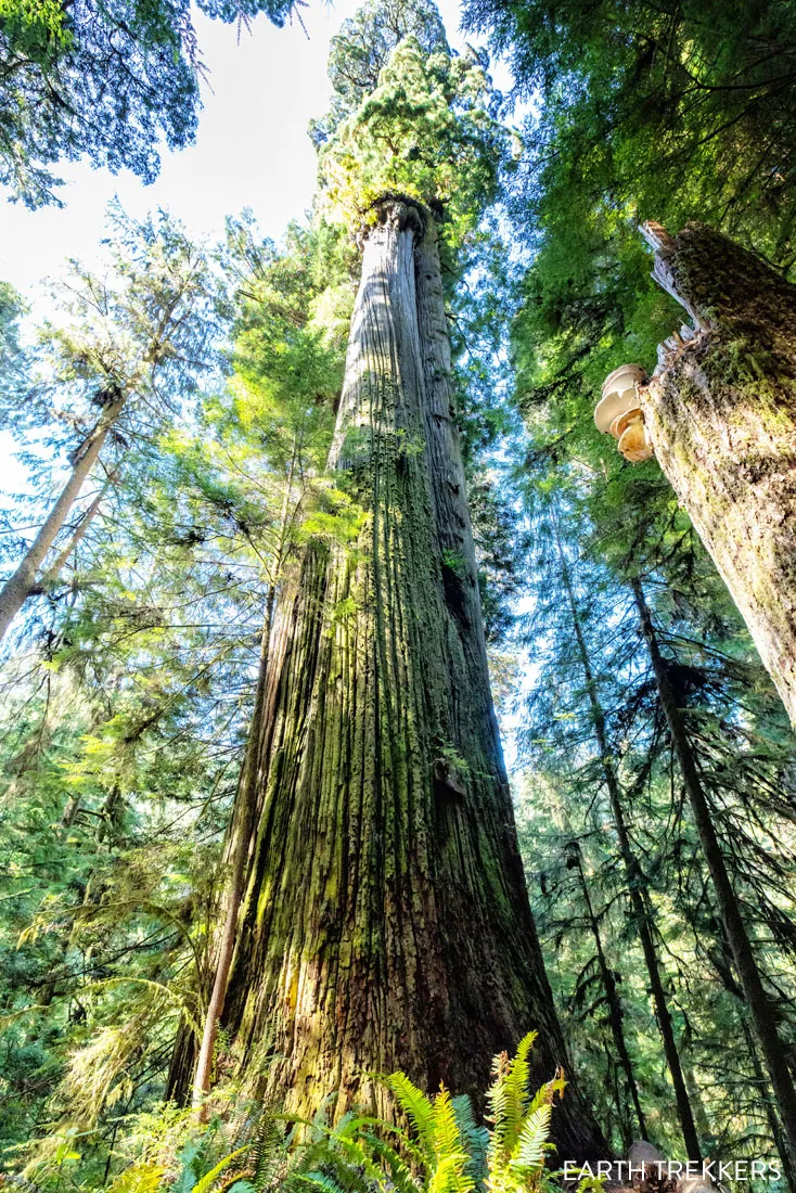 Boy Scout Tree Redwoods