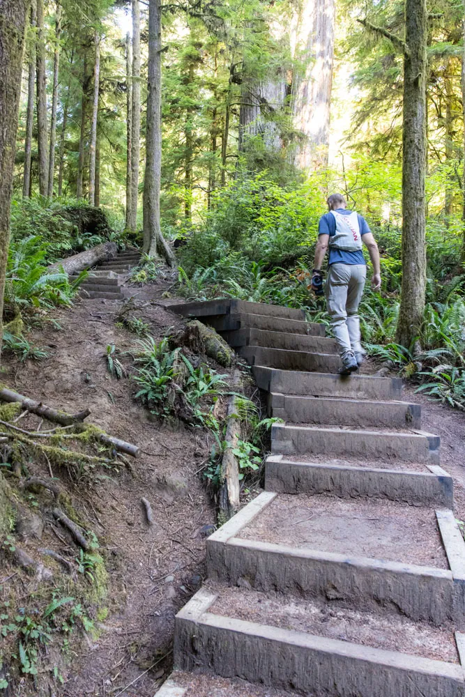 Boy Scout Tree Trail Steps