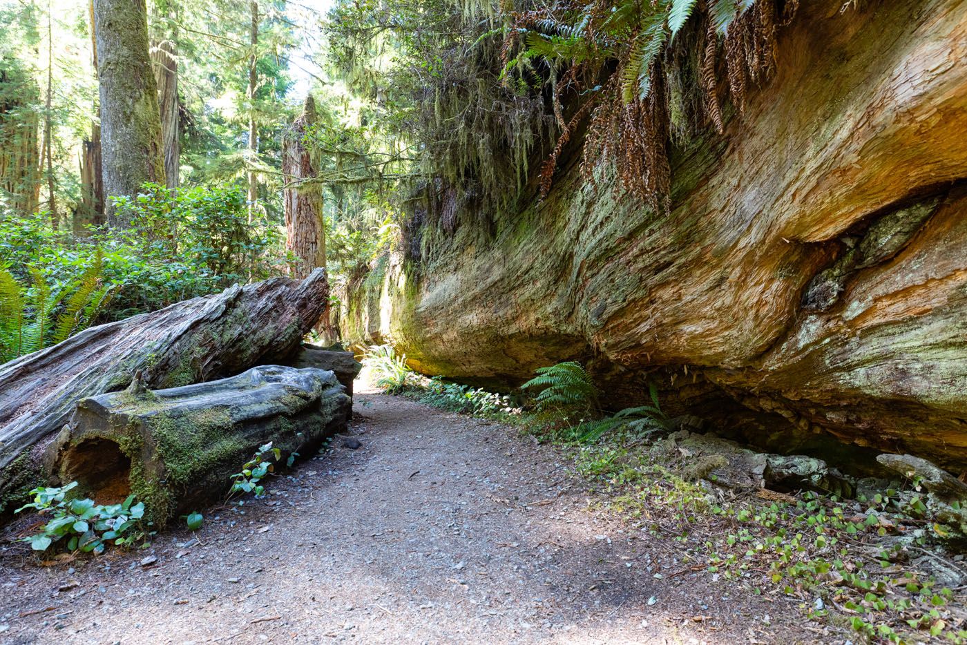 Fallen Tree Simpson Reed Trail