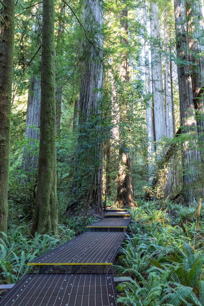 Grove of Titans Boardwalk Trail
