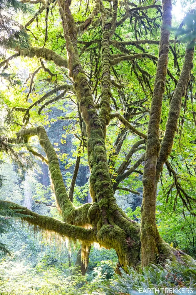 Grove of Titans Photo