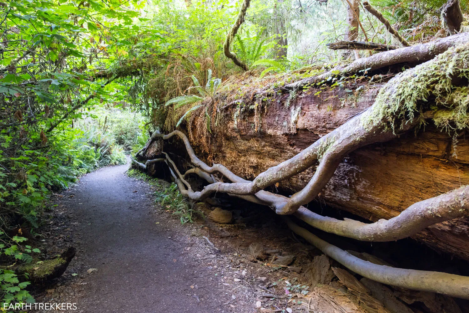 Grove of Titans Trail Photo