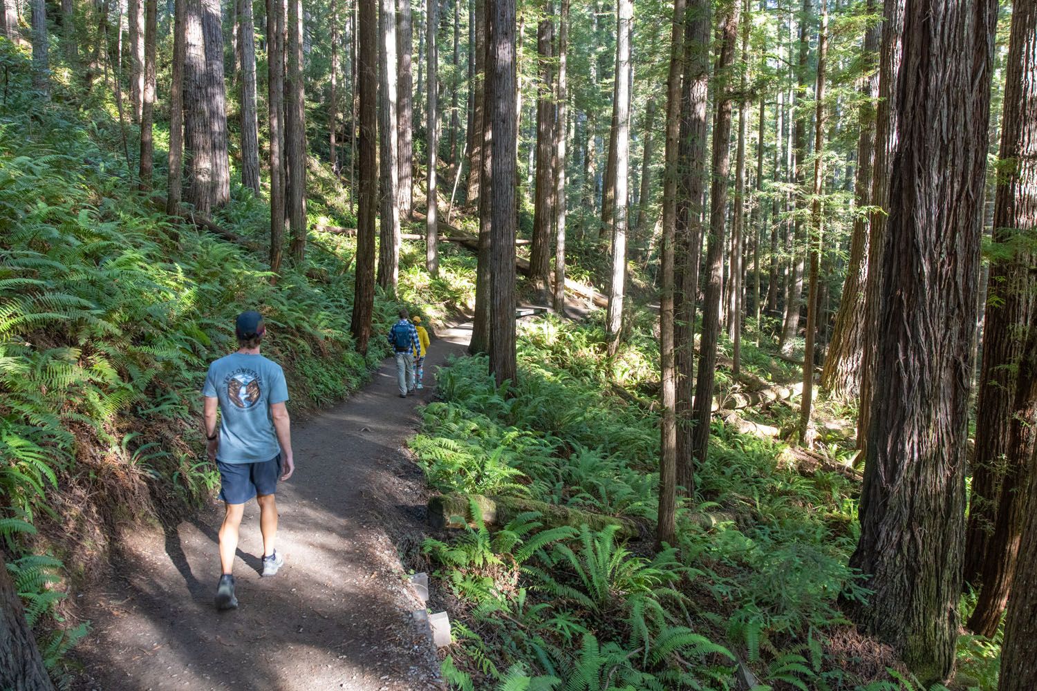 Grove of Titans Trail