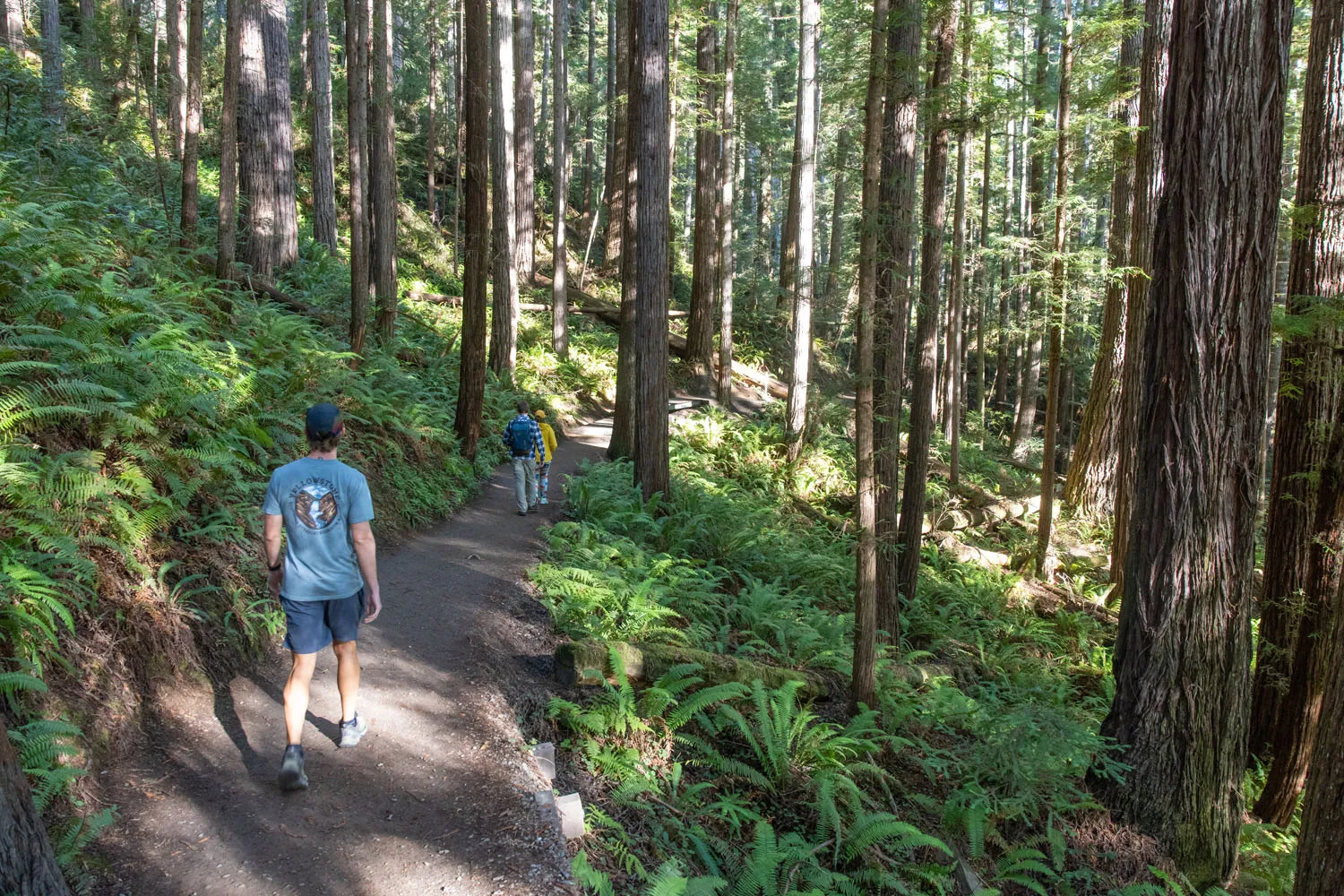 Grove of Titans Trail