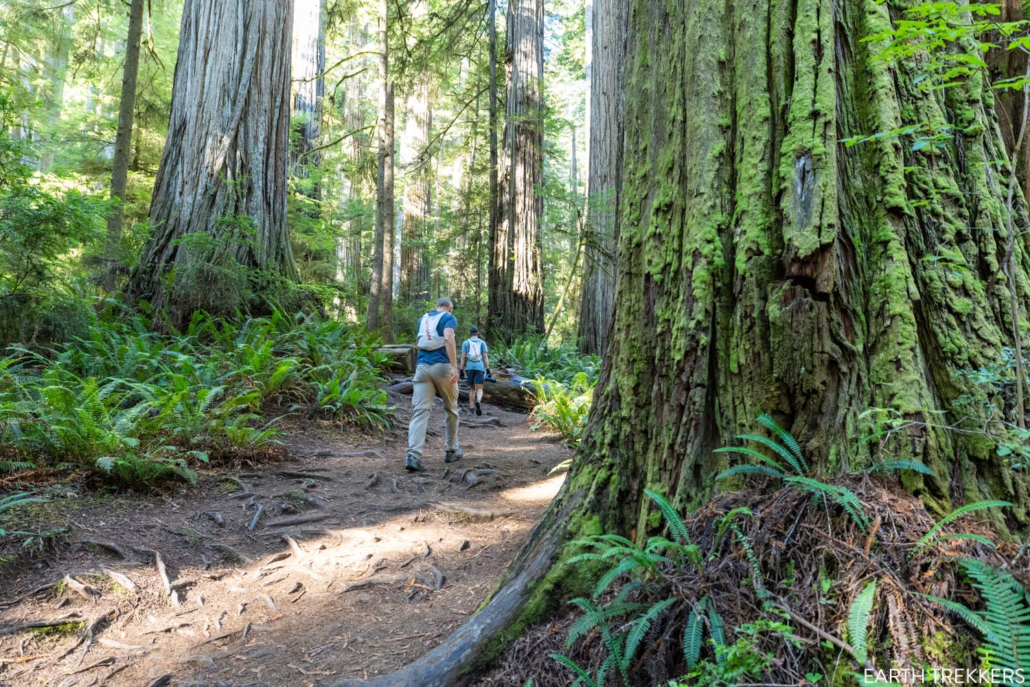 Hiking in Redwoods NP