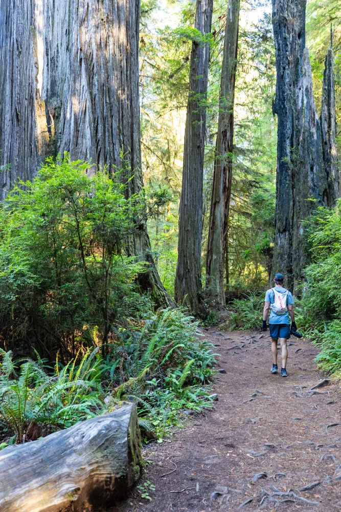 Hiking in Redwoods