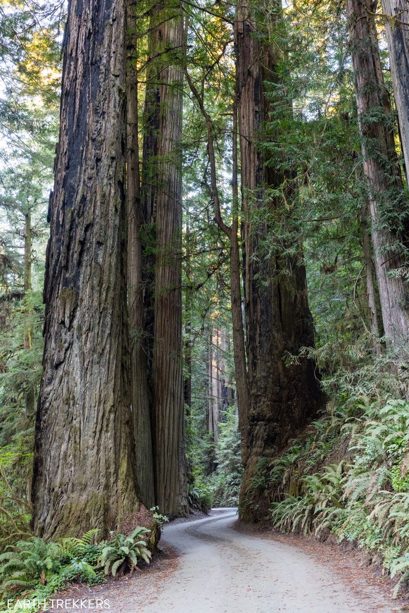 Howland Hill Road Redwoods