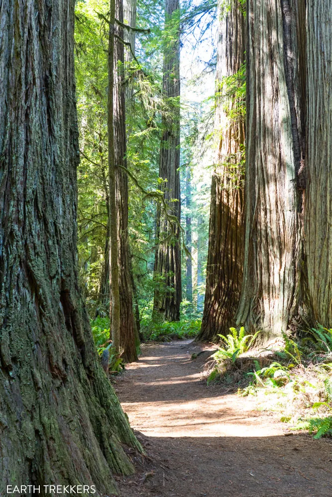 Jedediah Smith Redwoods Photo