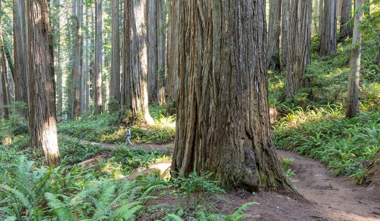 5 Amazing Things to Do in Jedediah Smith Redwoods State Park