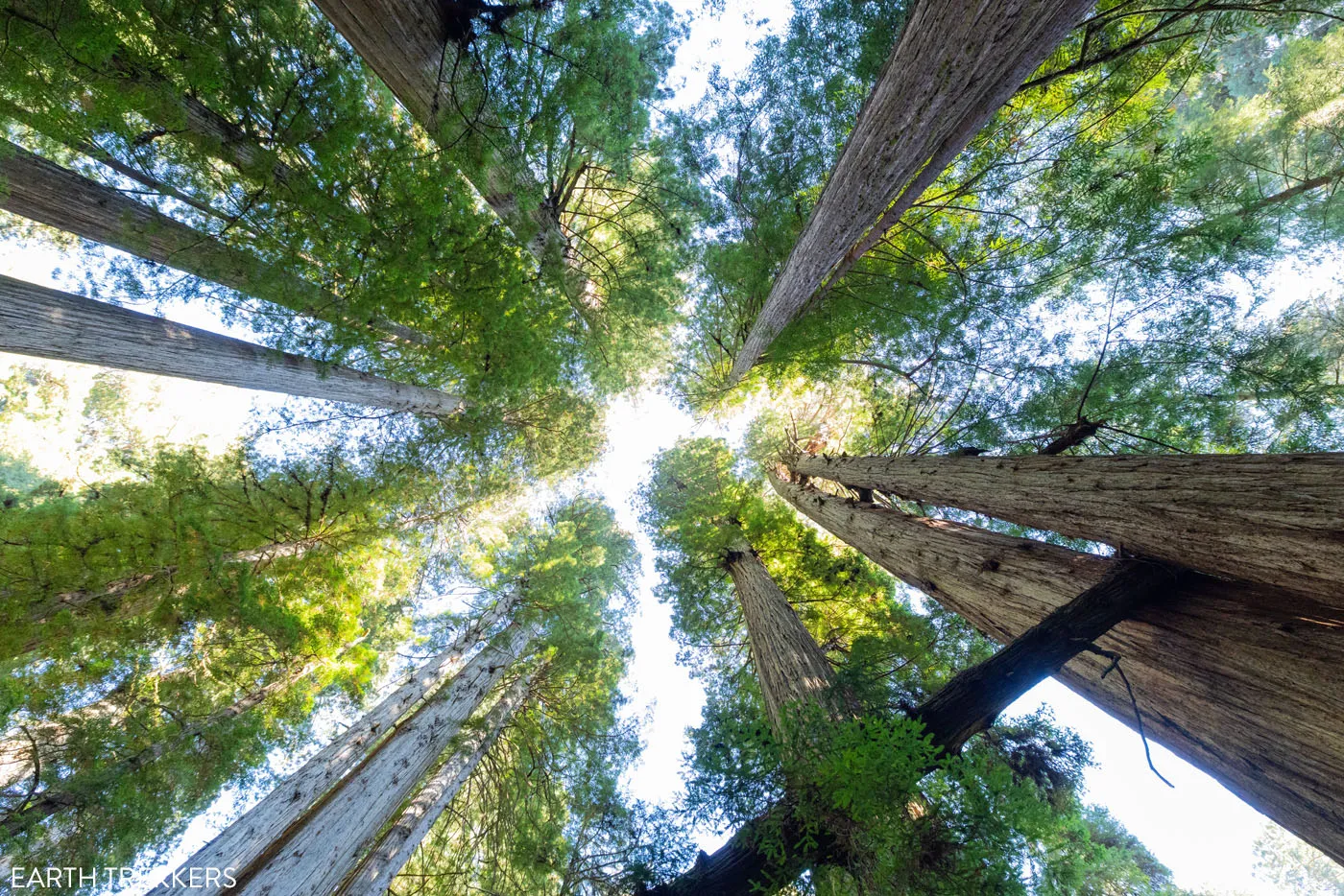 Looking Up at Redwood Trees