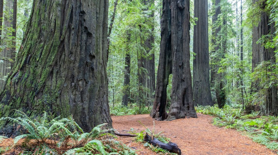Redwood National Park