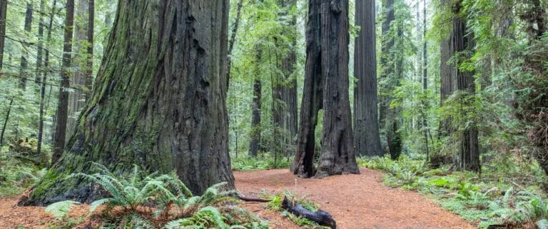 Redwood National Park