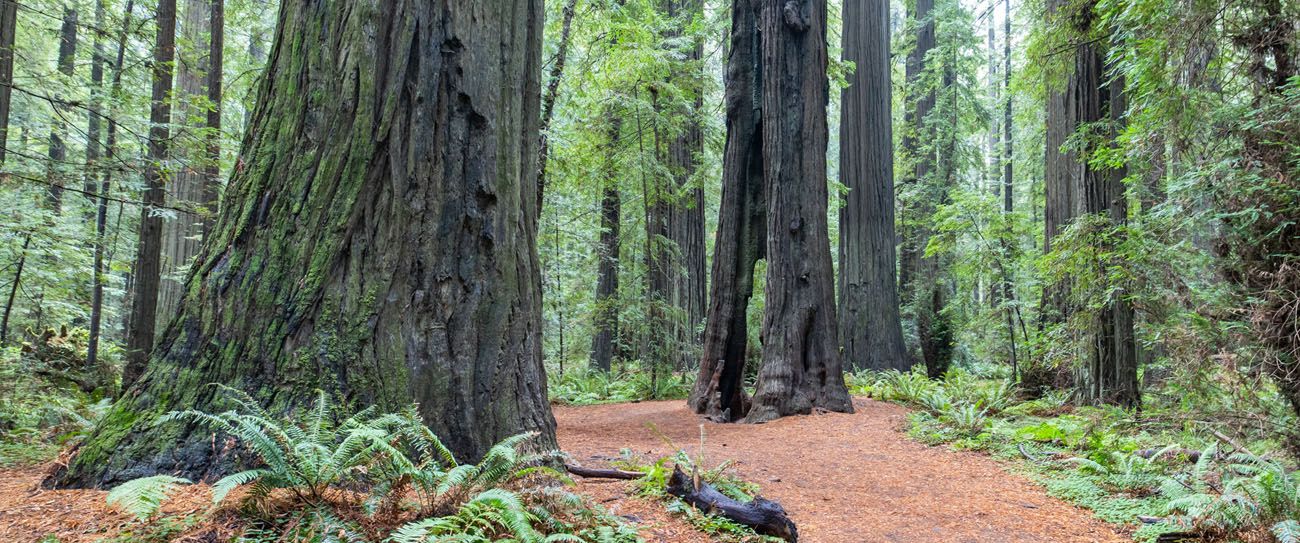 How to Plan a Trip to Redwood National & State Parks - Earth Trekkers
