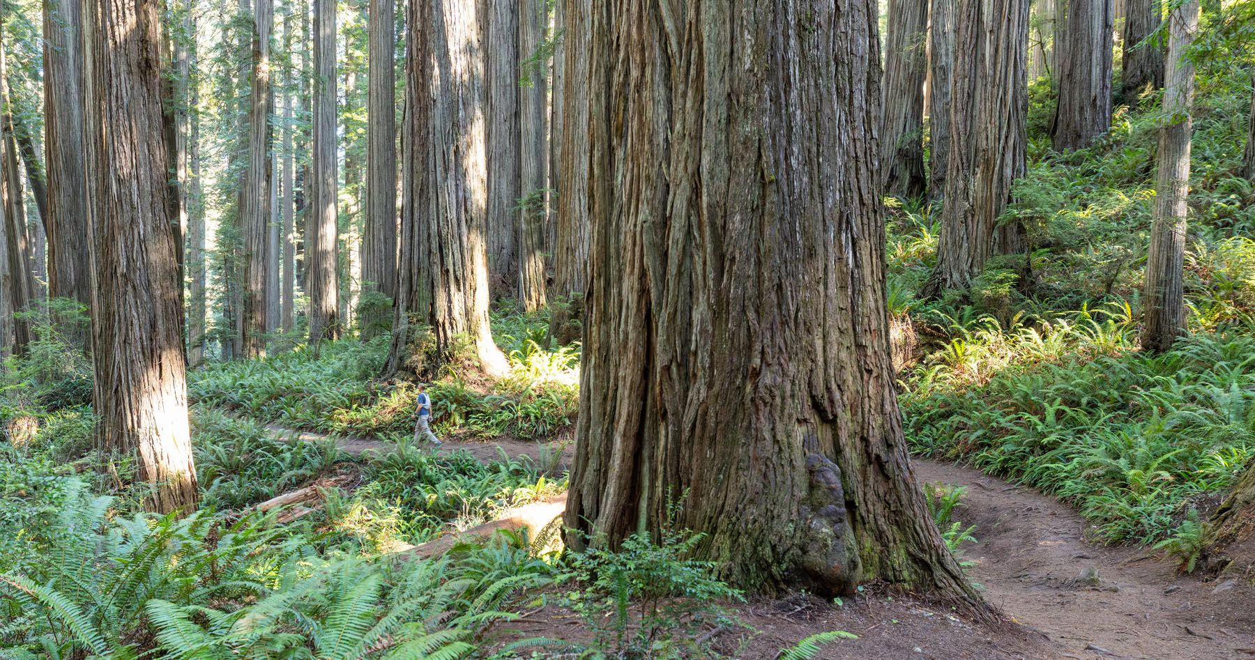 Redwoods National Park Jedediah Smith