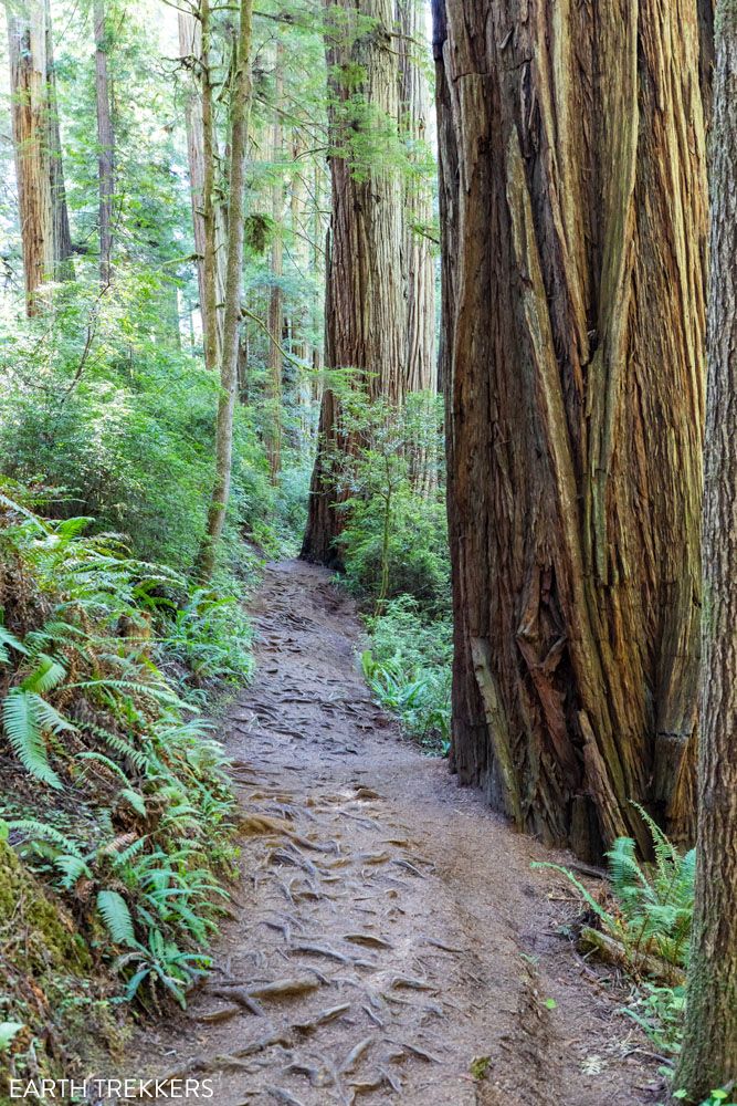 Redwoods National Park Hiking Trail