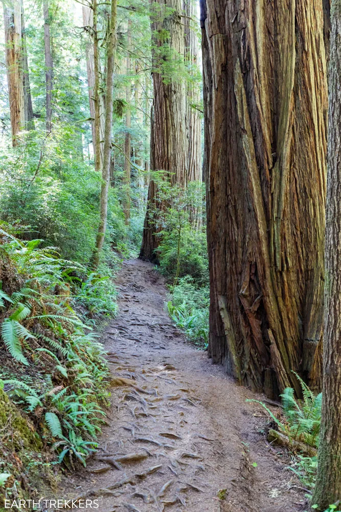Redwoods National Park Hiking Trail