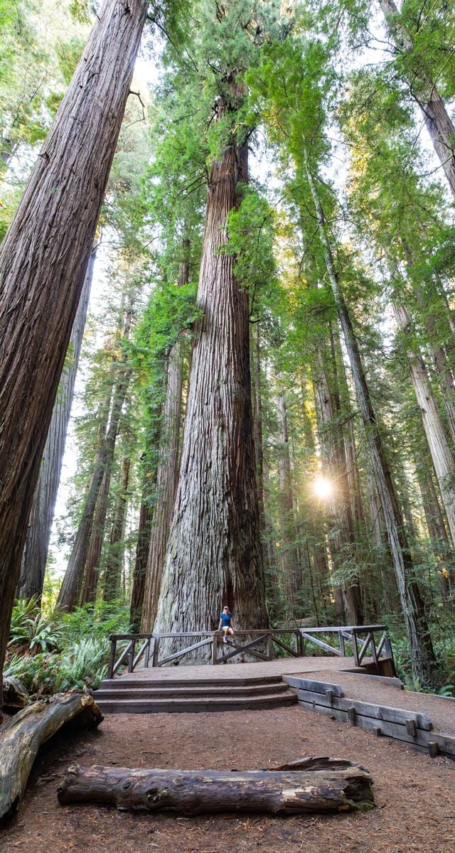 Redwoods