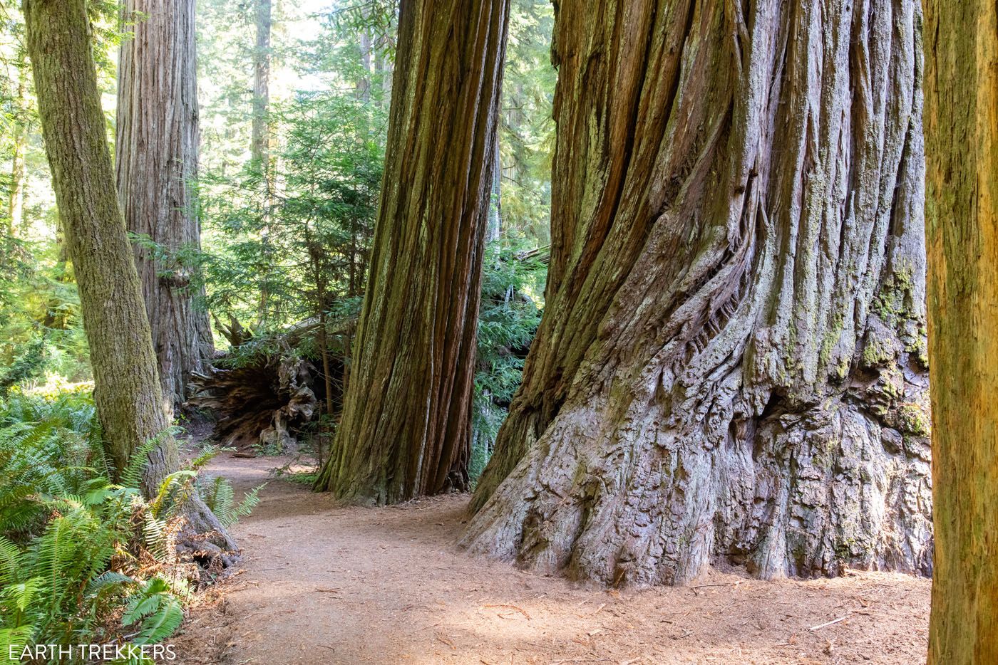 Simpson Reed Trail Jedediah Smith