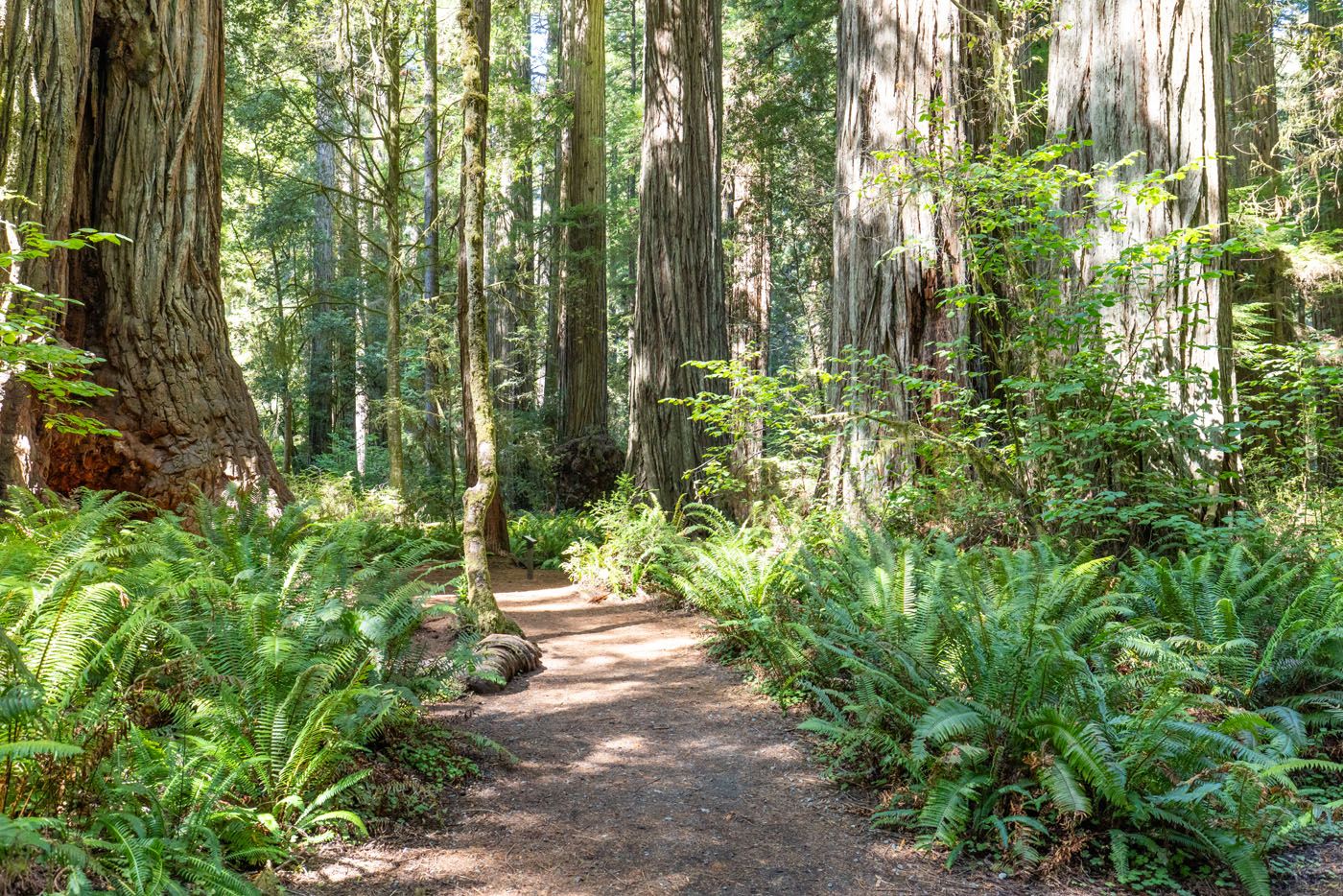 Simpson Reed Trail Redwoods