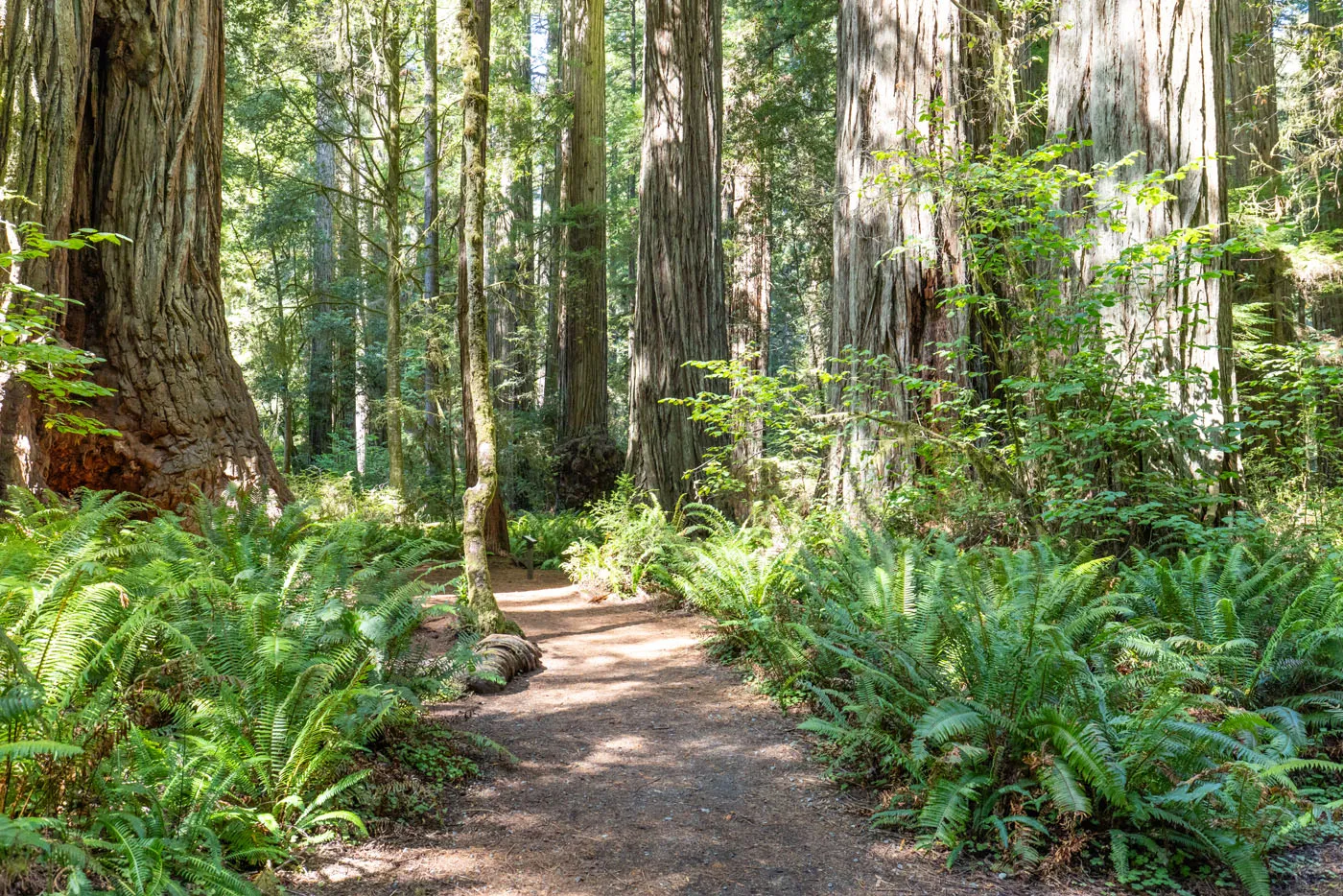 Simpson Reed Trail Redwoods