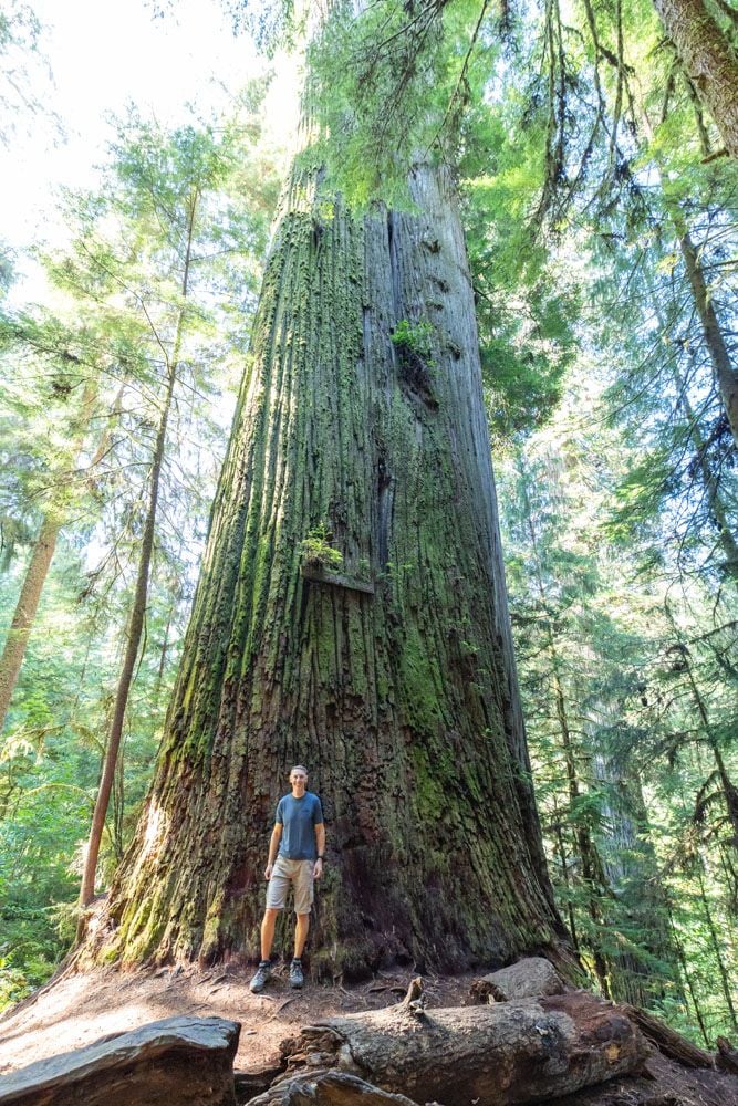 Tim at Boy Scout Tree