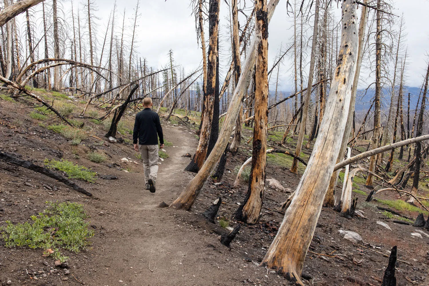Trail to Kings Creek Falls
