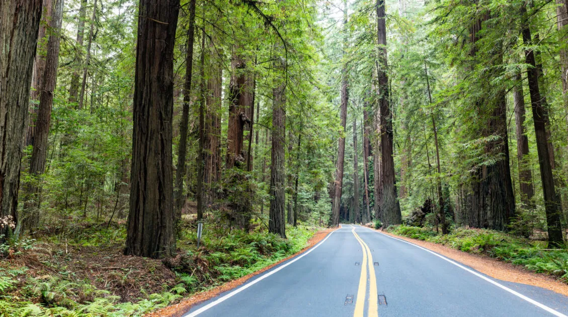 Avenue of the Giants California