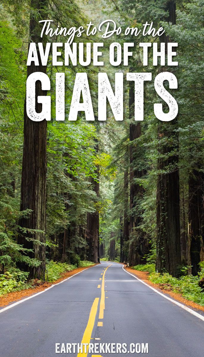 Best things to do along the Avenue of the Giants, California. How to add it on to your trip to Redwood National and State Parks.