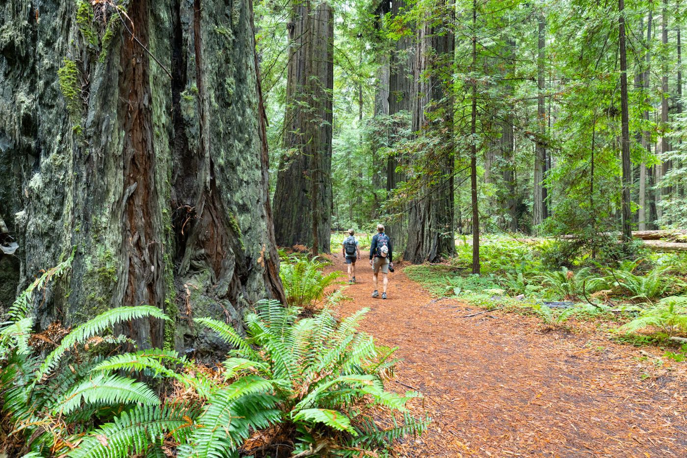 Founders Grove California