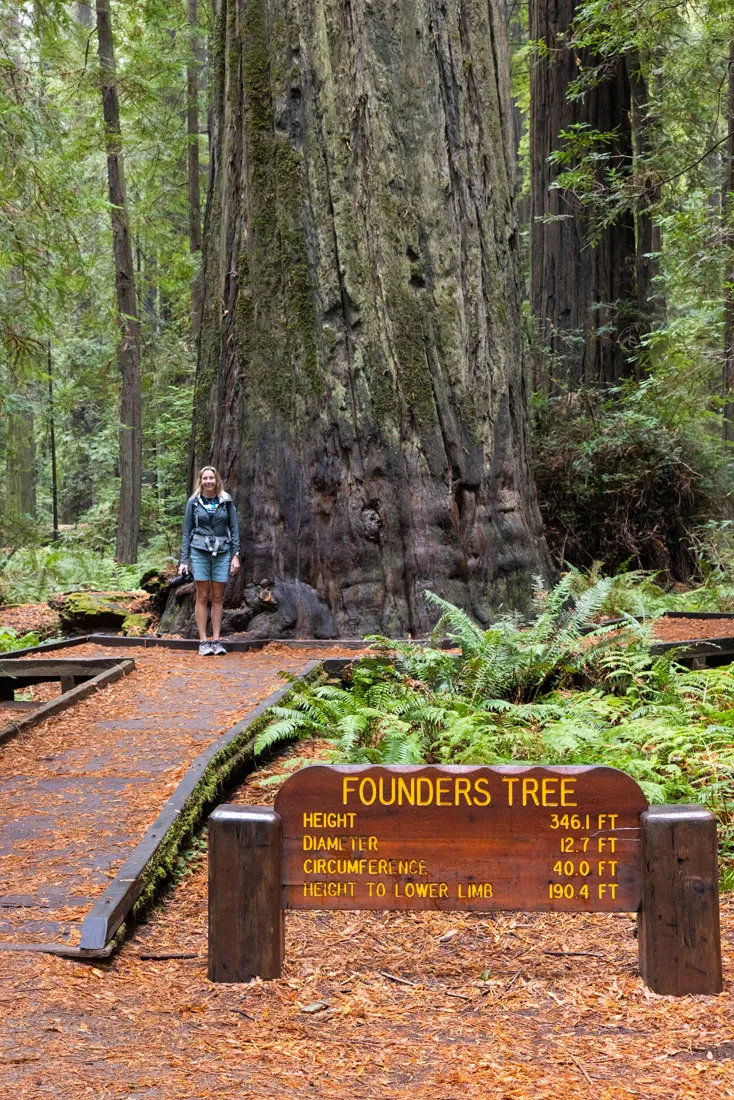Founders Tree