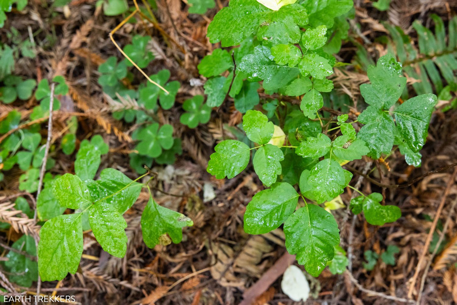Poison Oak