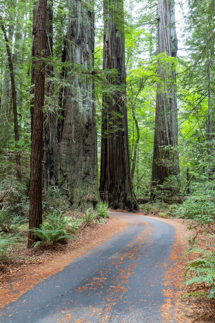 Road in Avenue of the Giants
